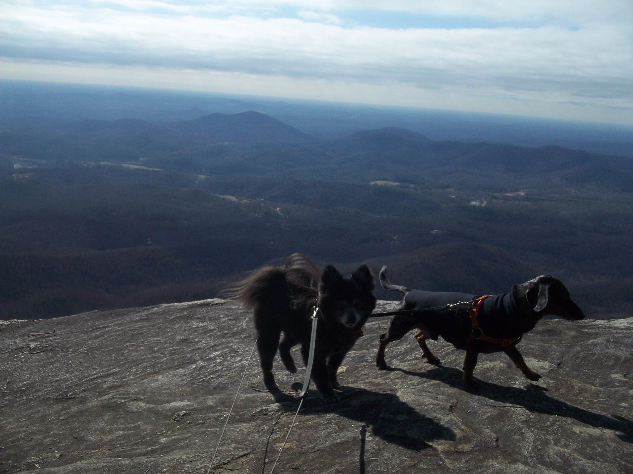 Shelly S.'s photo of camping with pets at Table Rock State Park Campground near Cashiers, NC