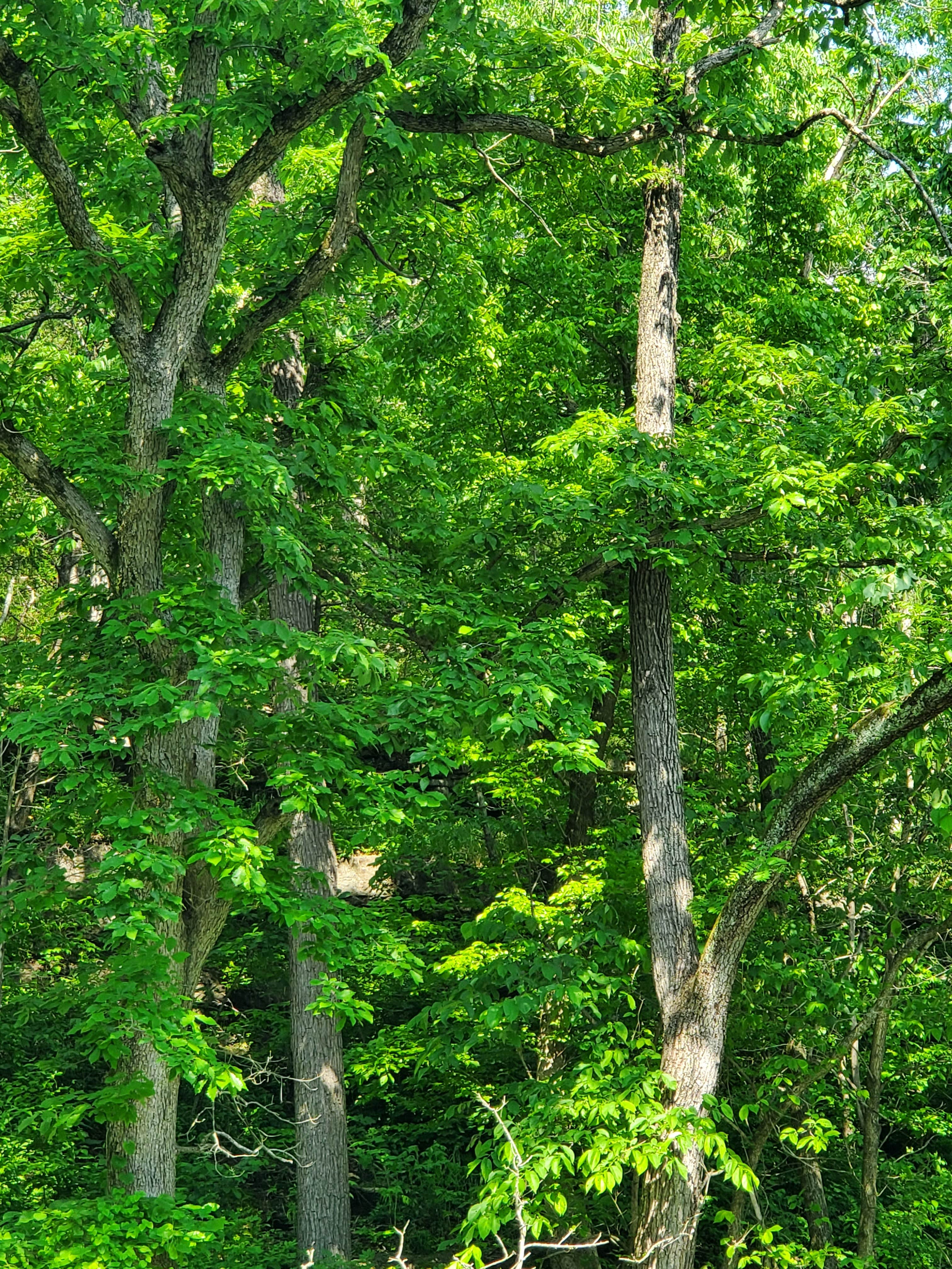 Camper-submitted photo at Peddlers RV Park near Rogers, AR