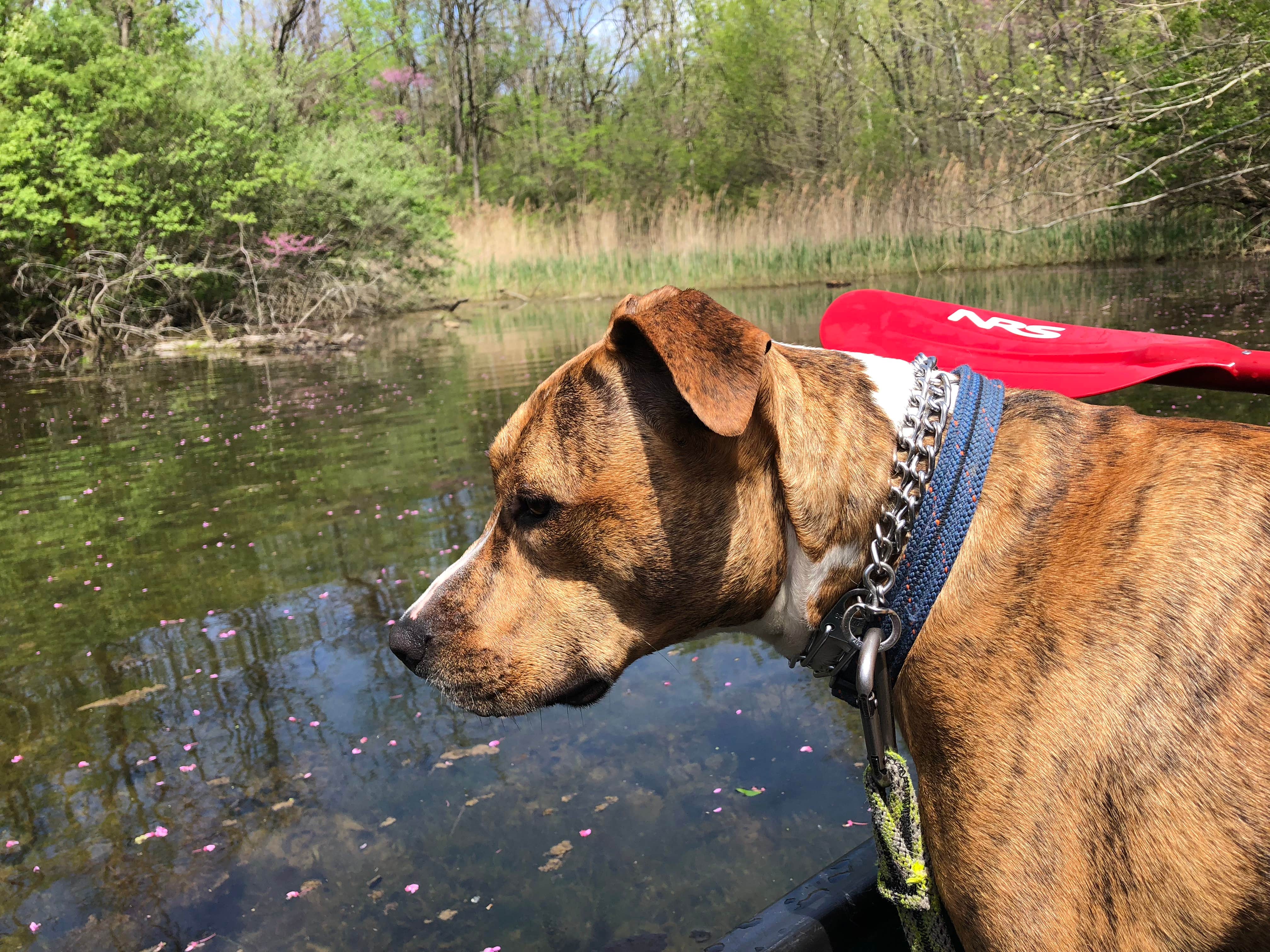 Josh M.'s photo of camping with pets at Kickapoo State Recreation Area near Champaign, IL