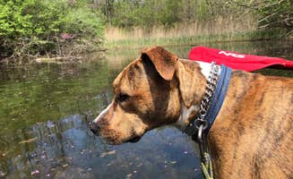 Josh M.'s photo of camping with pets at Kickapoo State Recreation Area near Oakwood, IL