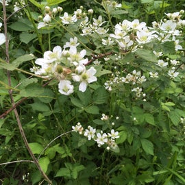 Those wild roses are all over the property