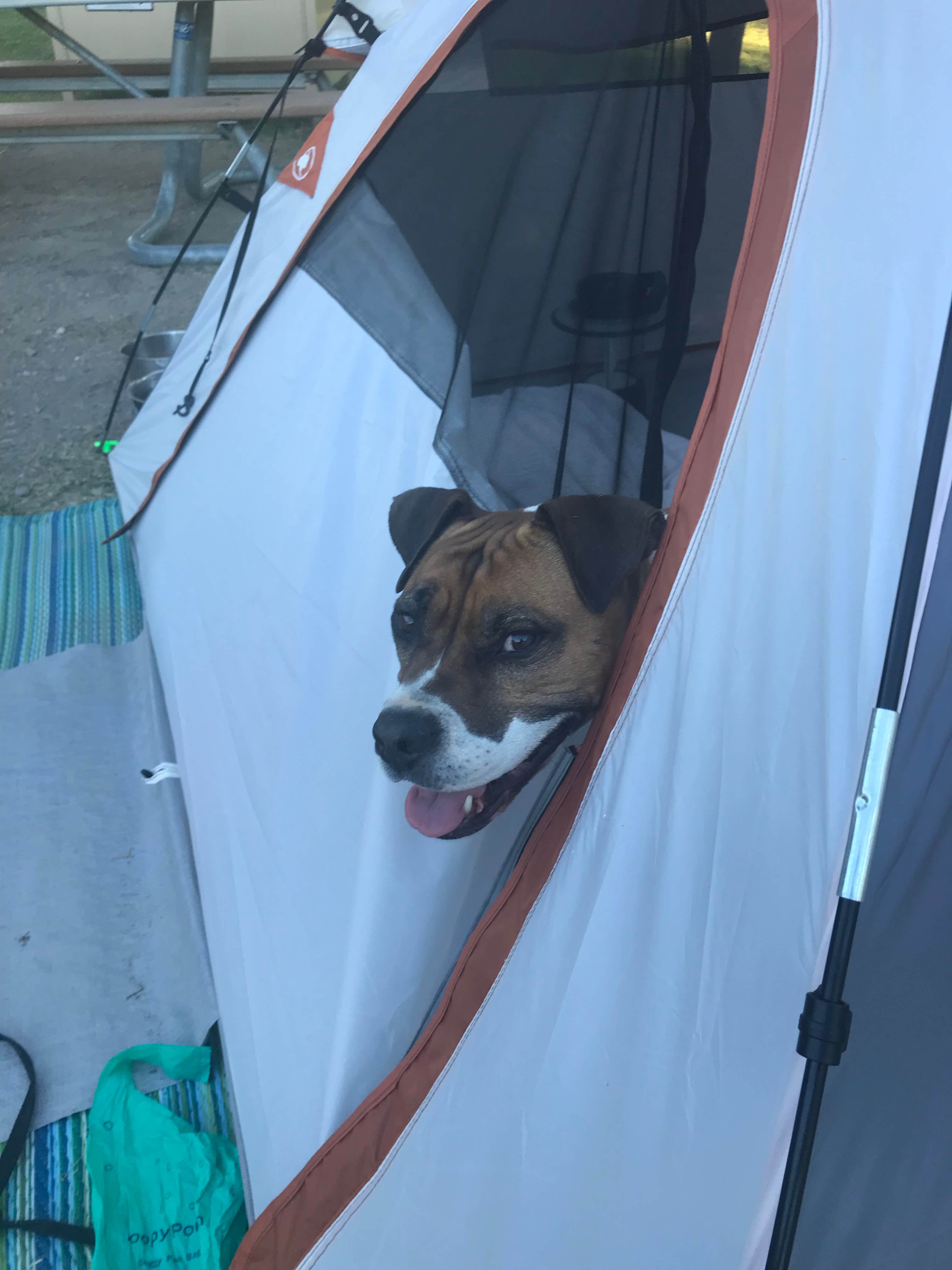 Ray L.'s photo of camping with pets at Chisos Basin Campground (Big Bend, Tx) — Big Bend National Park in Texas