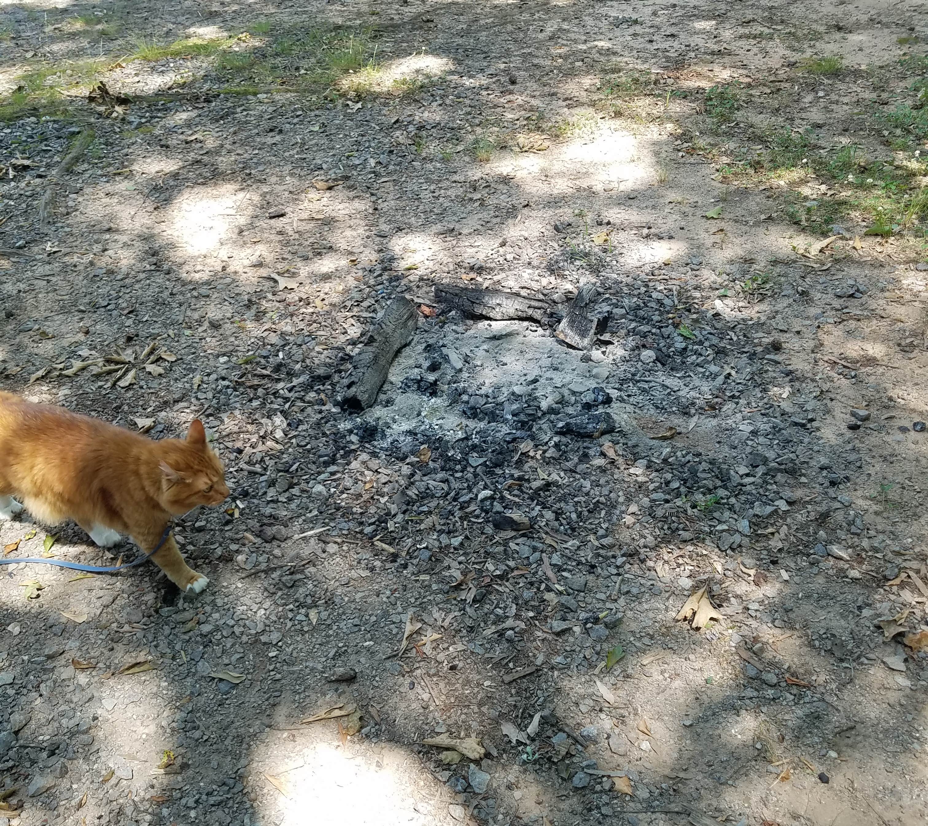 Camper submitted image from Charlotte-Fort Mill KOA - 2