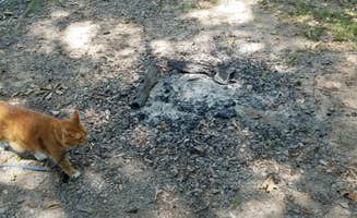 Cat R.'s photo of camping with pets at Charlotte-Fort Mill KOA near Wingate, NC