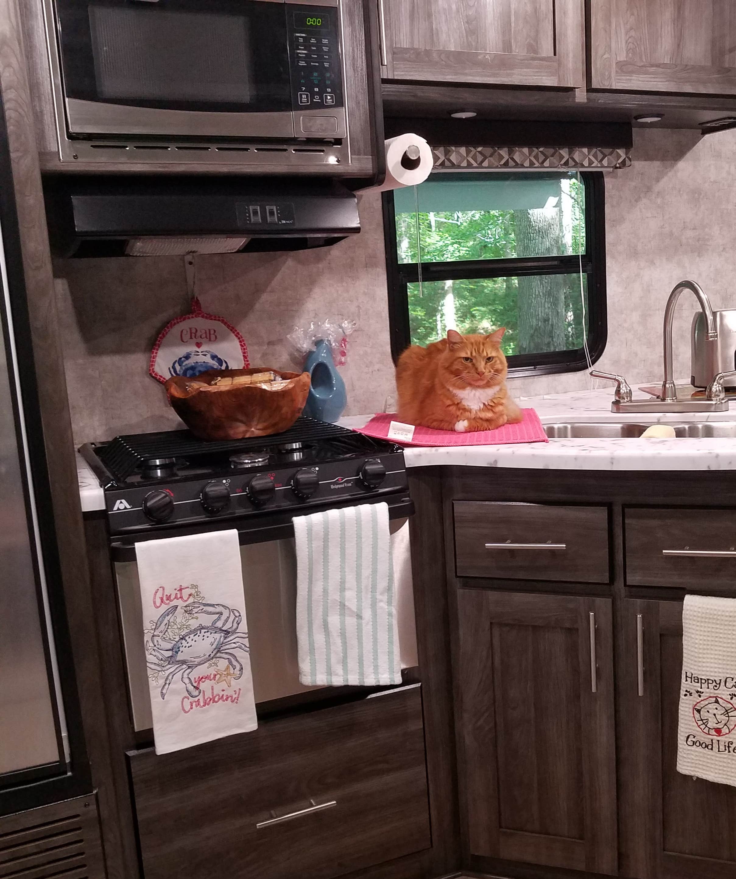 Cat R.'s photo of camping with pets at Fort Yargo State Park Campground near Snellville, GA