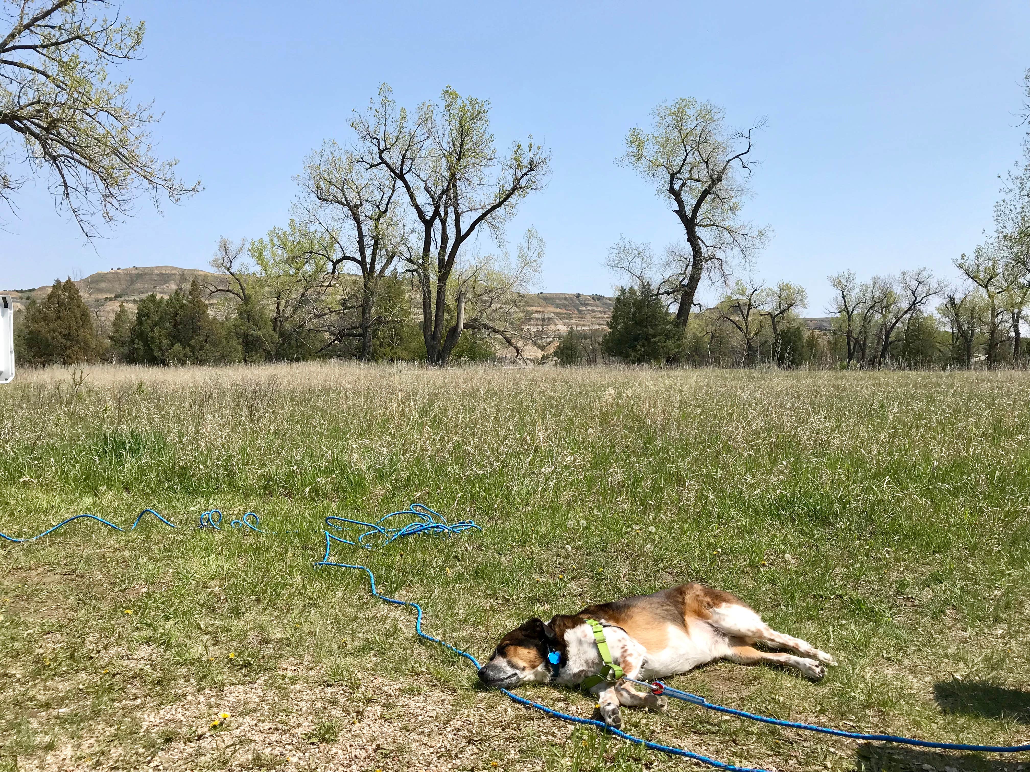 Jillian C.'s photo of camping with pets at Juniper Campground — Theodore Roosevelt National Park near Sakakawea Lake