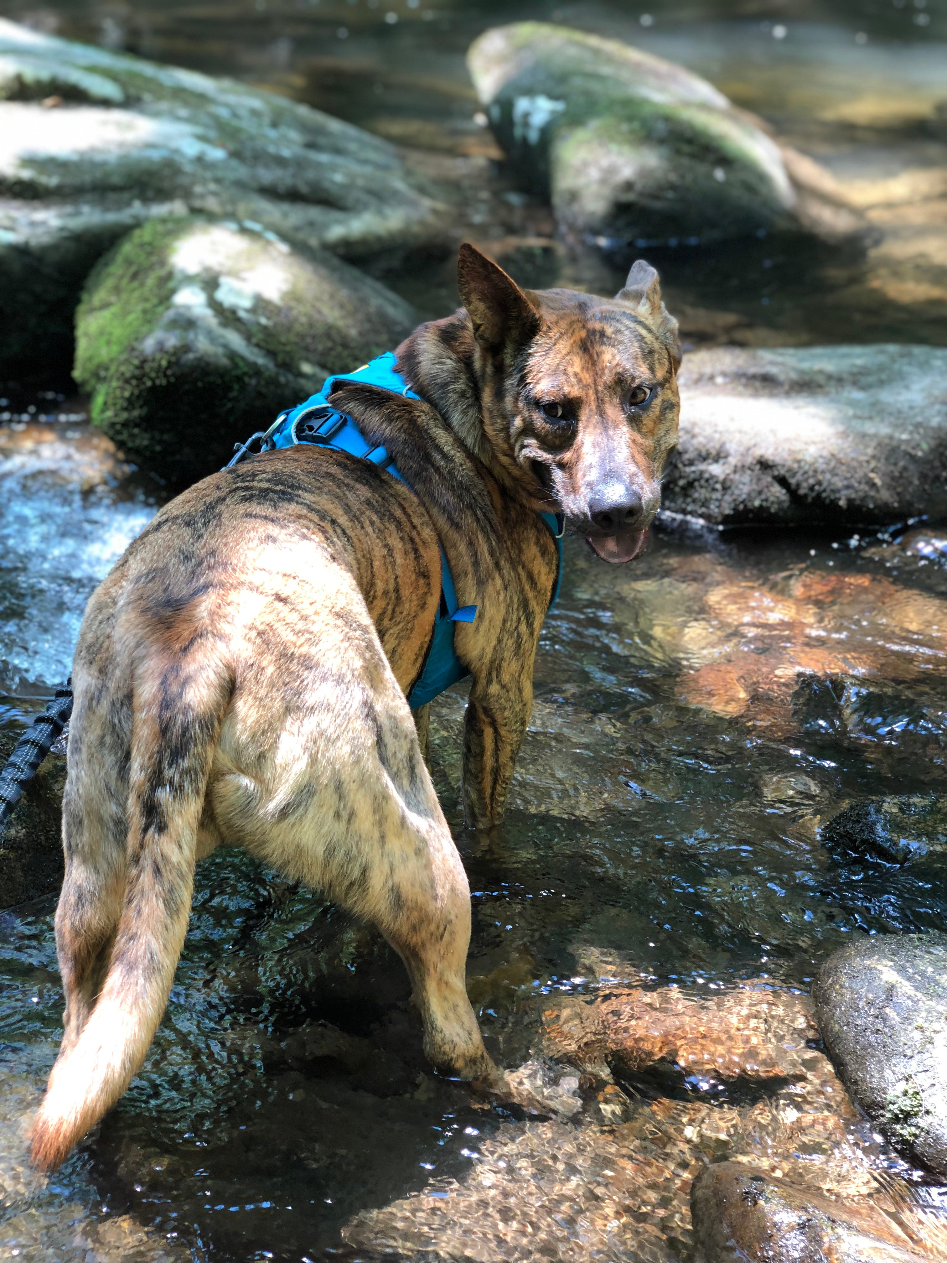 Ziggy loving the waterfall hikes