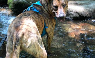 Julie C.'s photo of camping with pets at Devils Fork State Park Campground near Seneca, SC