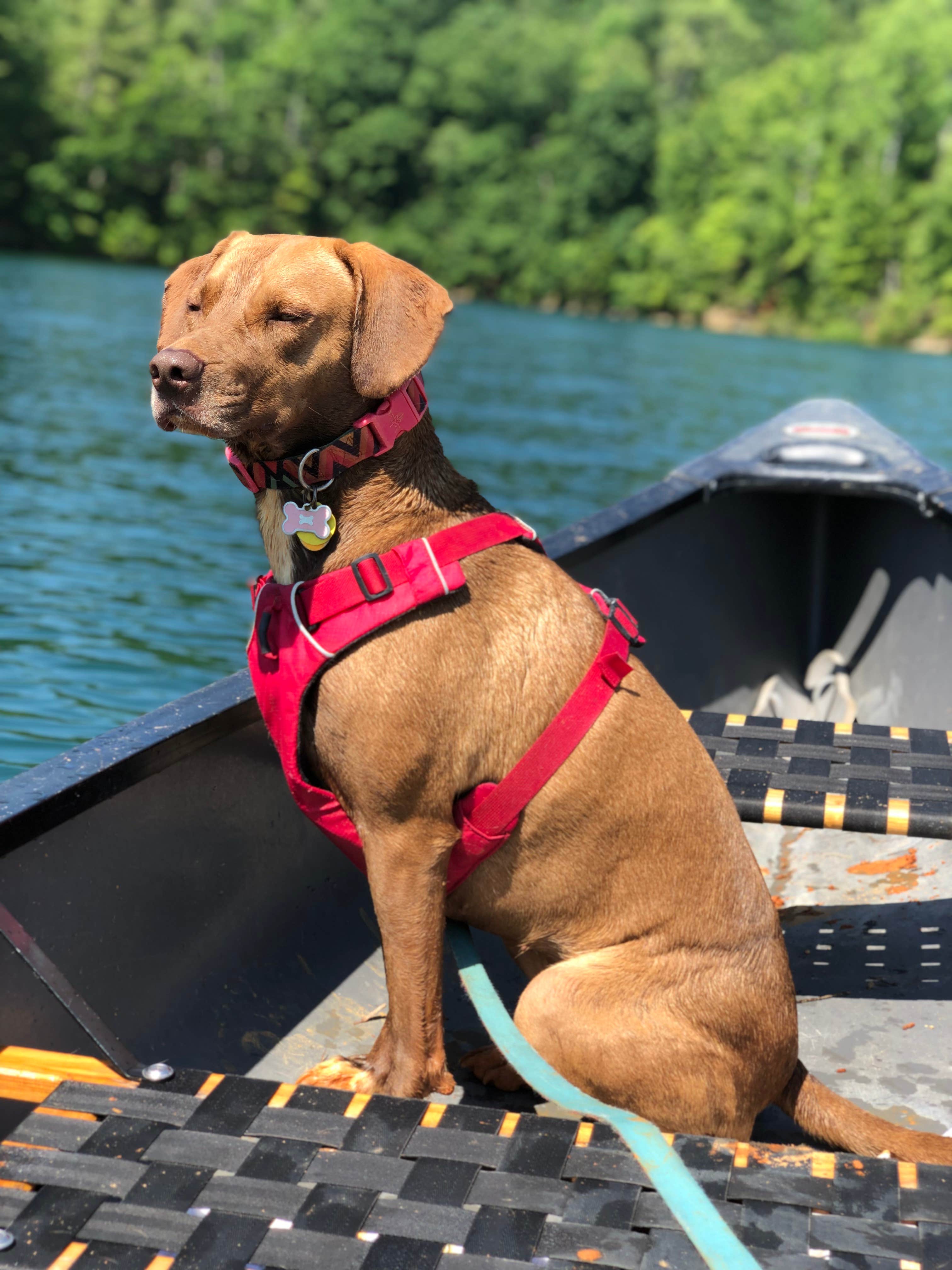 Julie C.'s photo of camping with pets at Devils Fork State Park Campground near Greenville, SC