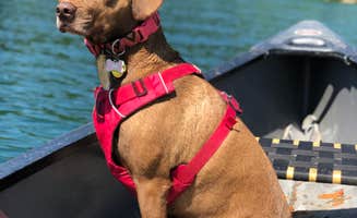 Julie C.'s photo of camping with pets at Devils Fork State Park Campground near Cashiers, NC