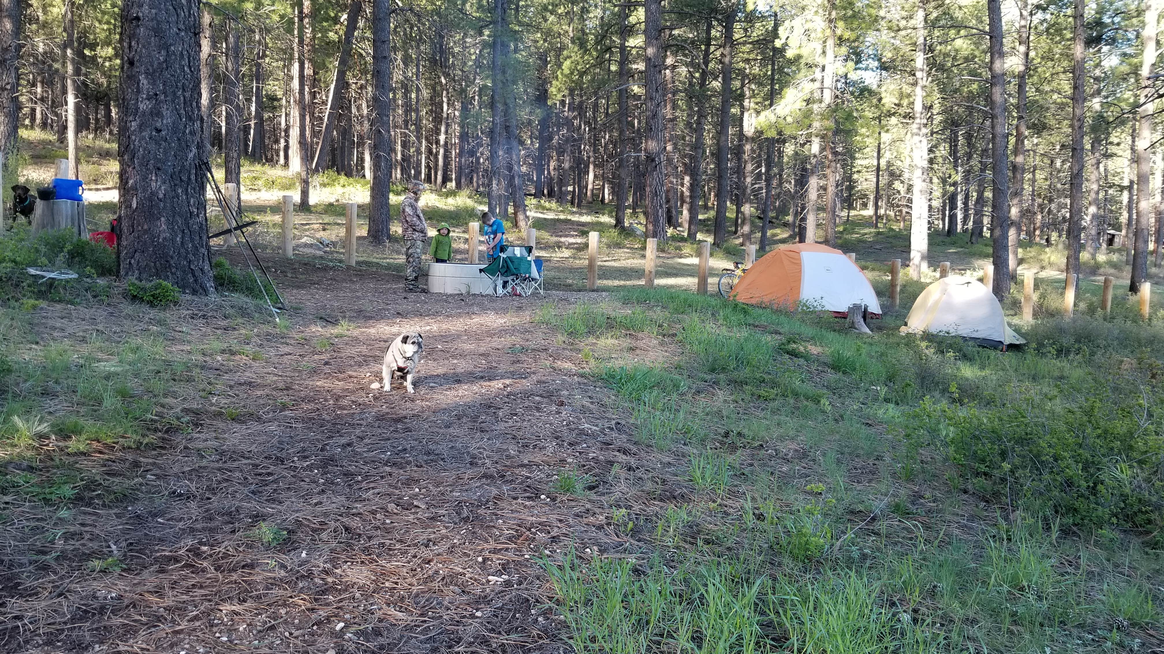 Melissa K.'s photo of camping with pets at Buckeye Campground near La Sal, UT