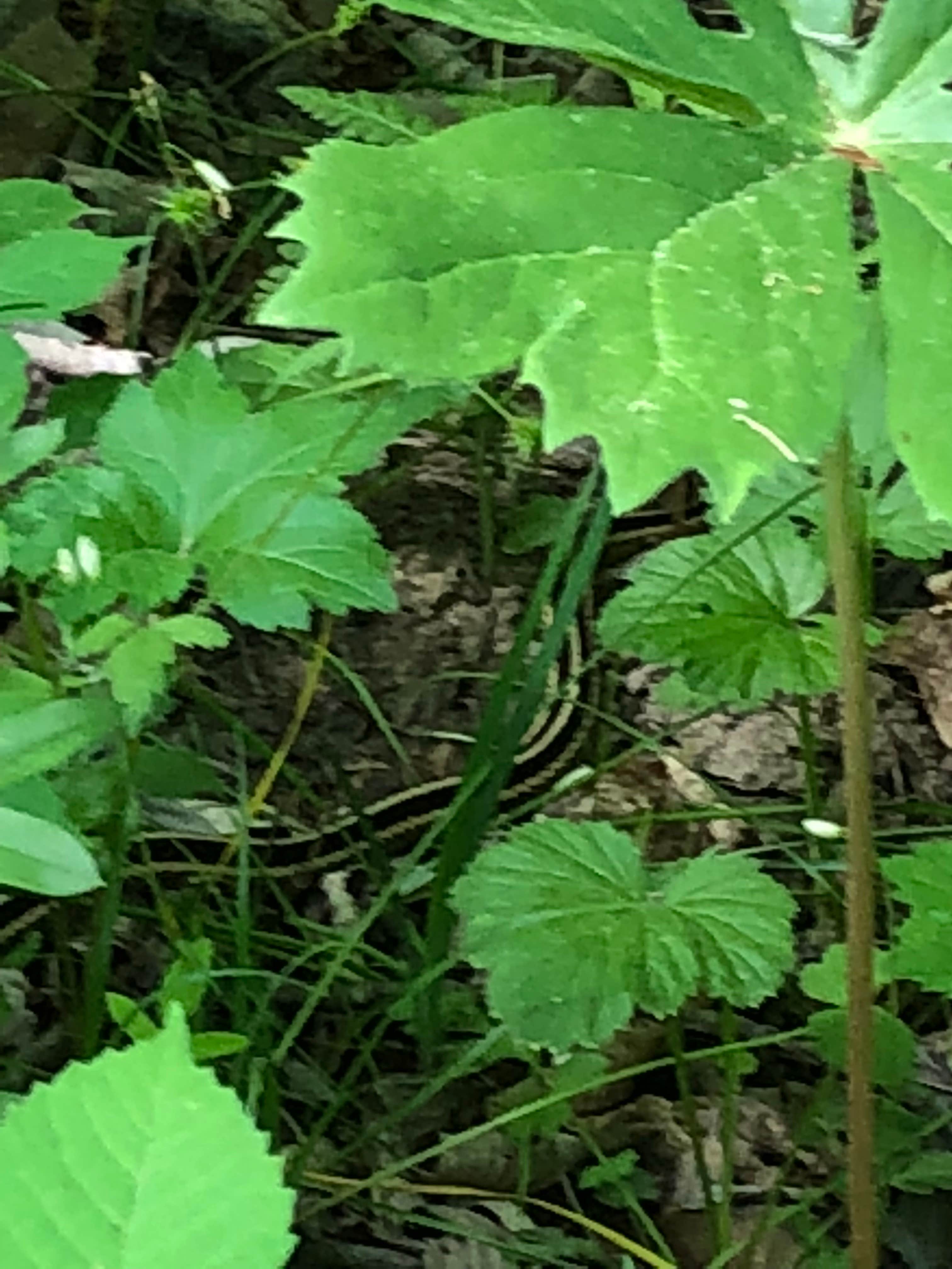 Camper-submitted photo at Binder Park Campground near Lohman, MO