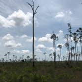 Review photo of Horseshoe Primitive Campground in Picayune Strand State Forest by Dave V., May 28, 2019