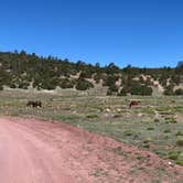 Review photo of Bluewater Lake State Park Campground by Austin C., May 28, 2019