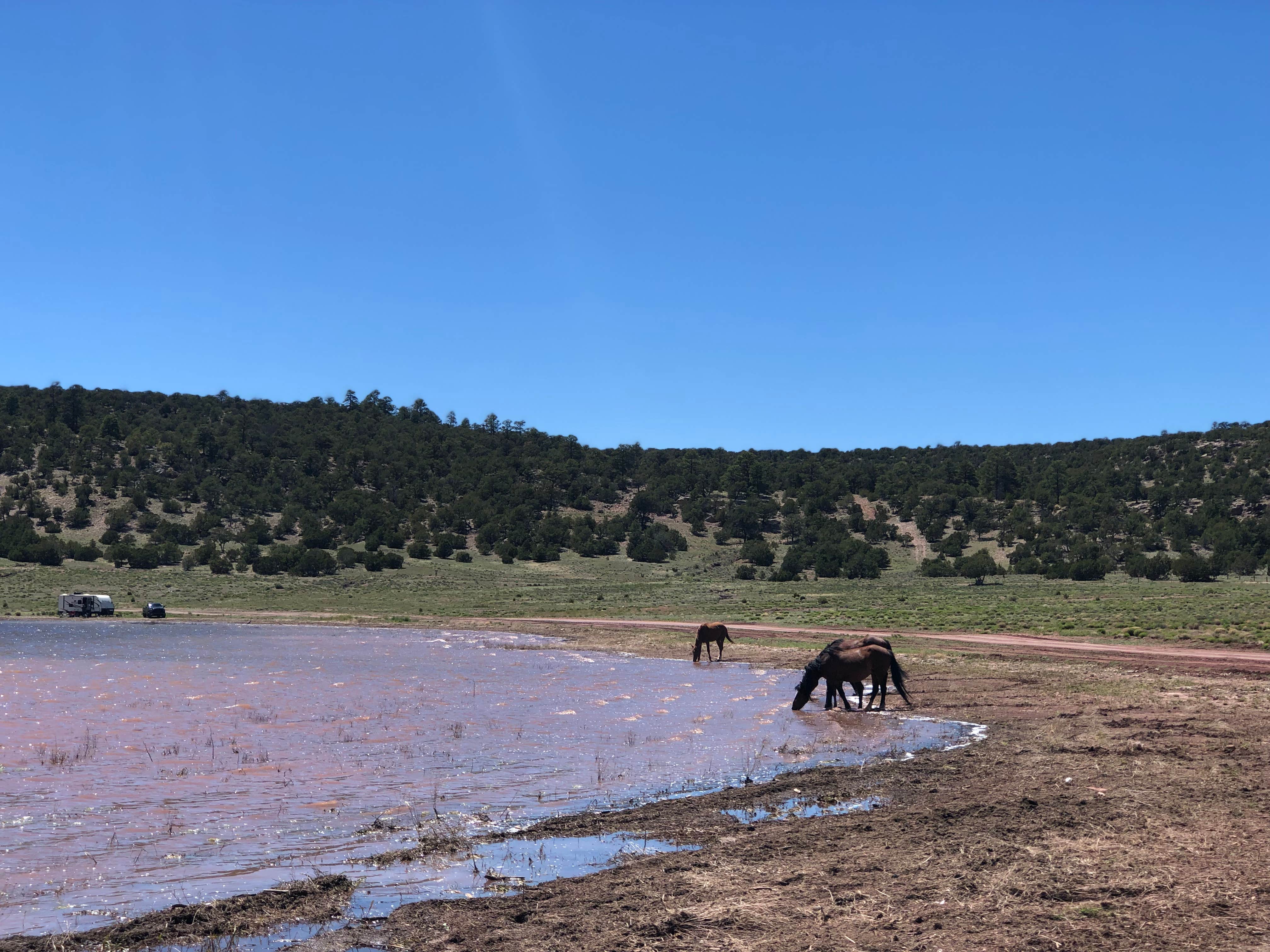 Austin C.'s photo of camping with a horse at Bluewater Lake State Park Campground near El Morro National Monument