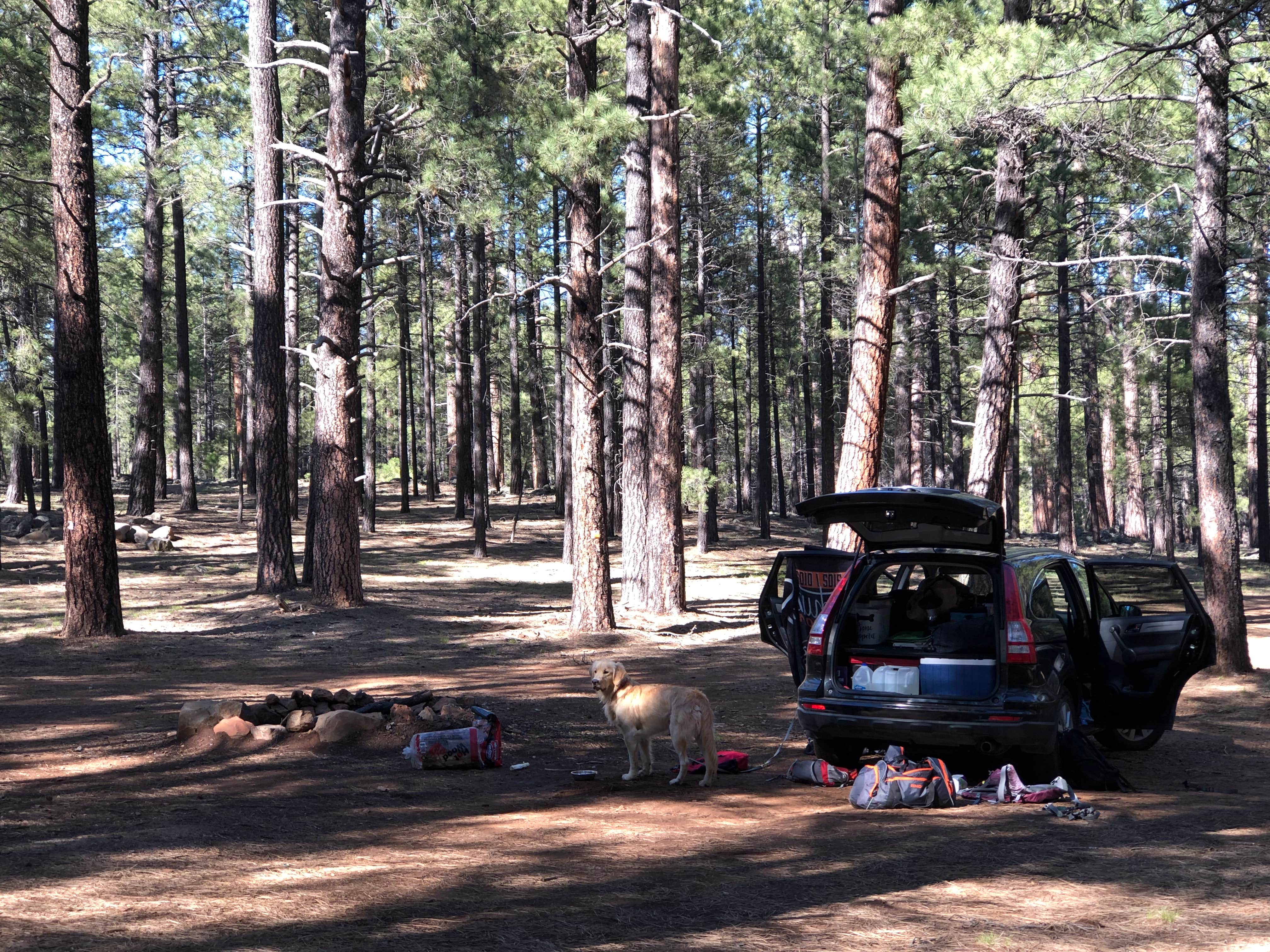 Austin C.'s photo at FR 222 Dispersed near Bellemont, AZ