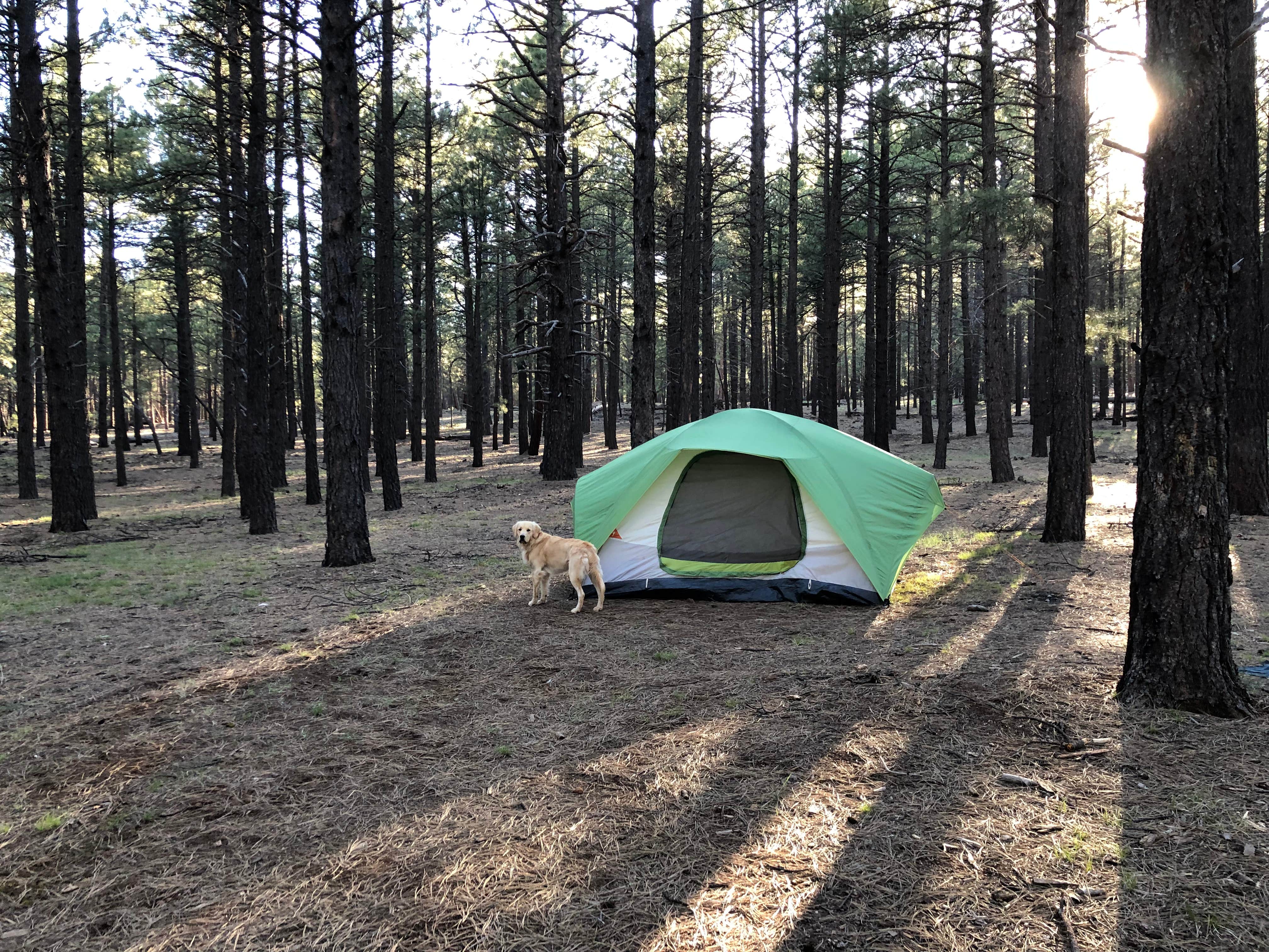 Austin C.'s photo of tent camping at FR 222 Dispersed near Camp Verde, AZ