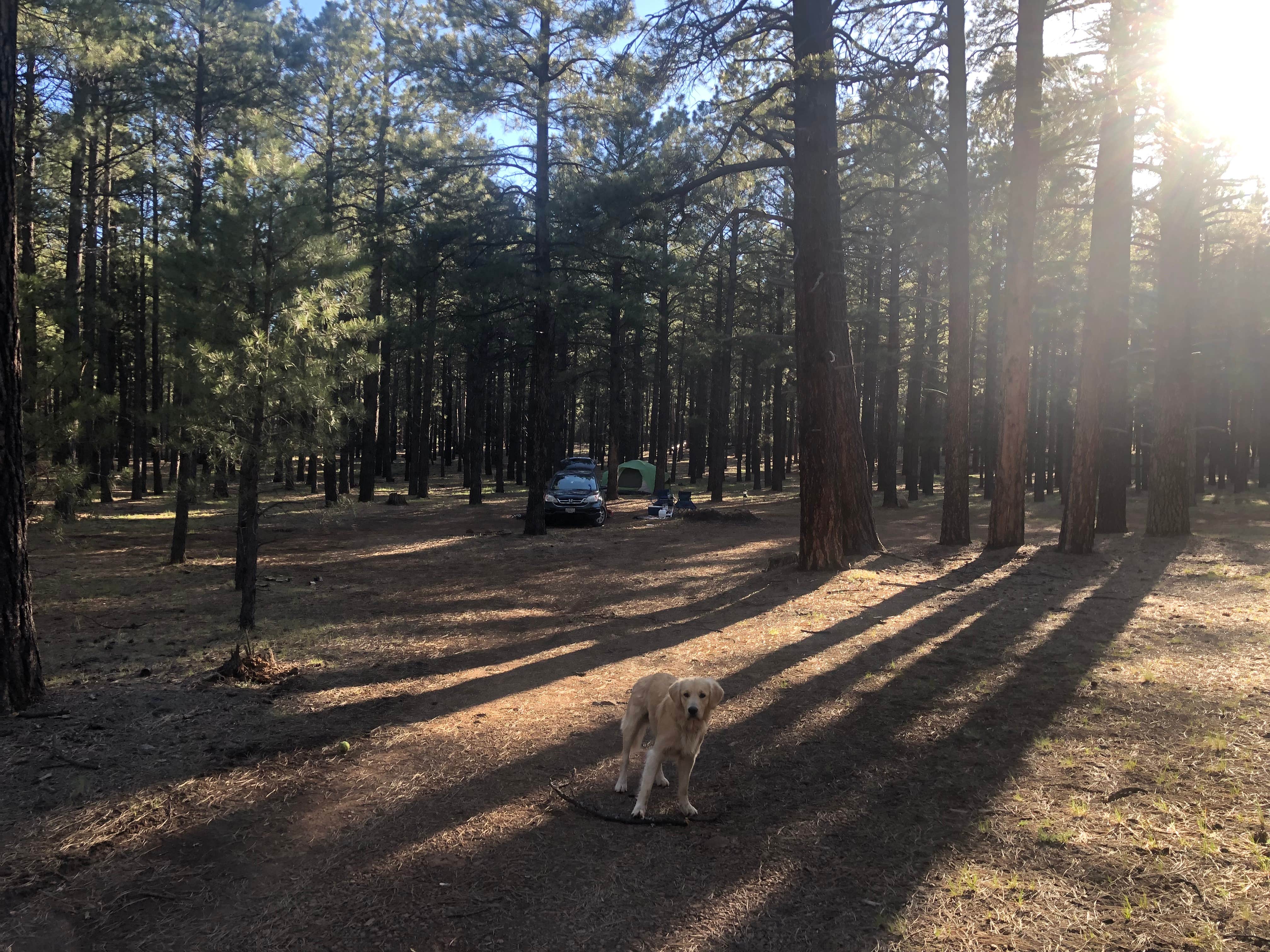Austin C.'s photo of camping with pets at FR 222 Dispersed in Arizona