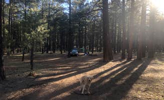 Austin C.'s photo of camping with pets at FR 222 Dispersed in Arizona