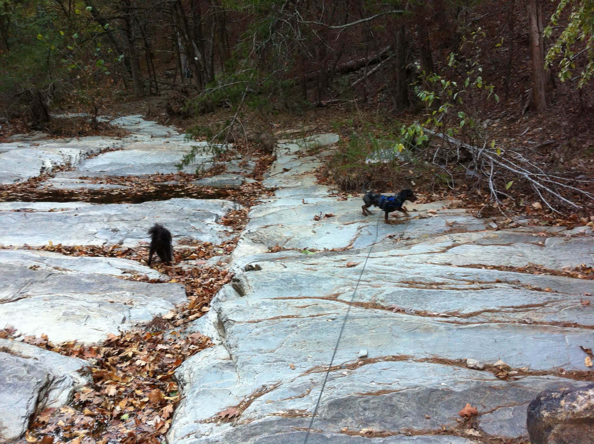 Camper submitted image from Beavers Bend State Park Campground - 3