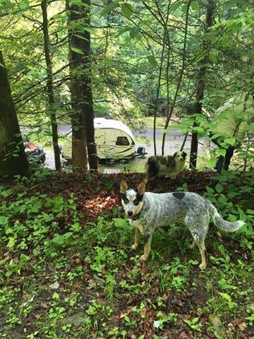 Shelly S.'s photo of camping with pets at Kanawha State Forest near Hernshaw, WV