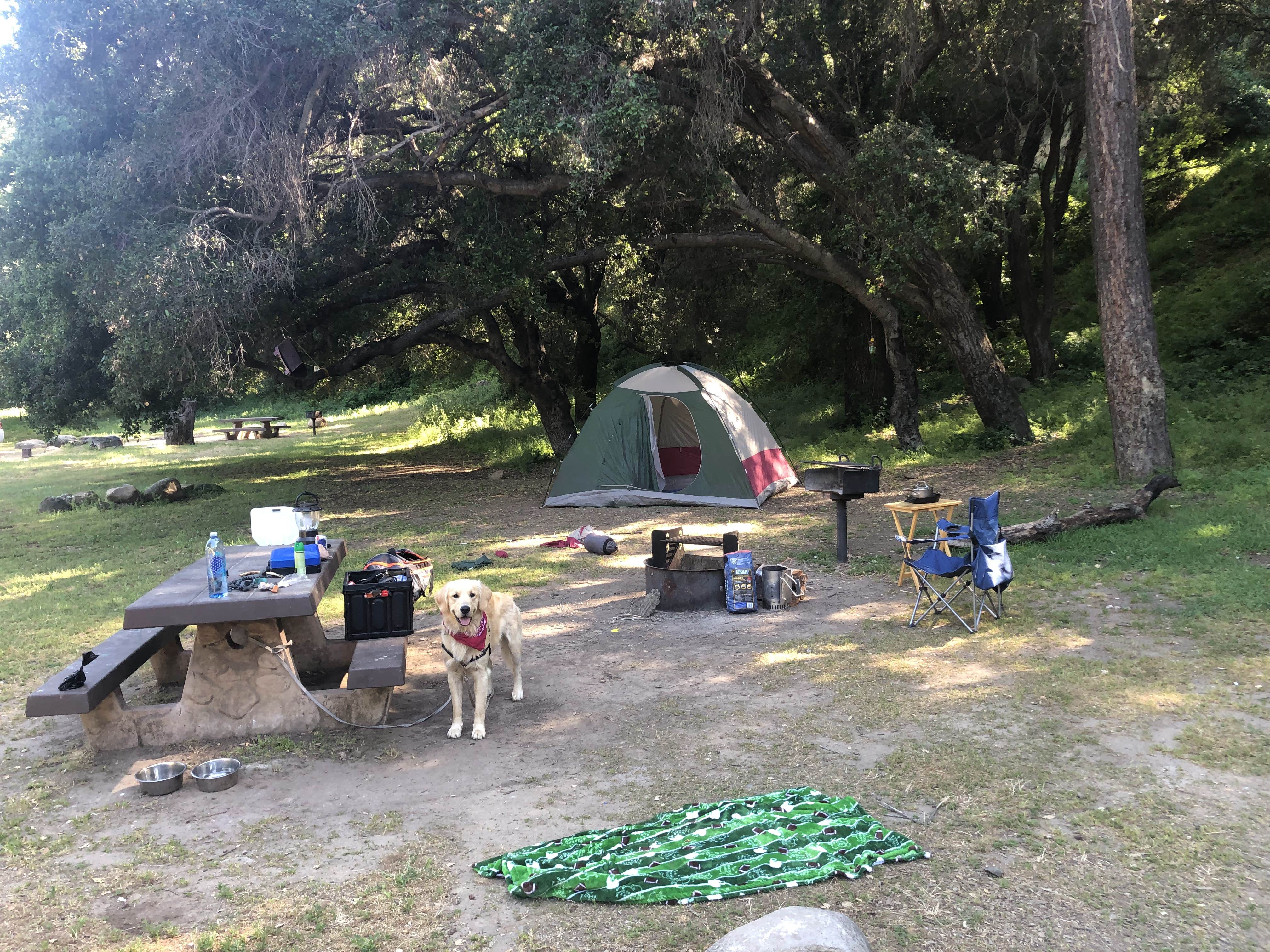 Austin C.'s photo of camping with pets at Paradise Campground near Santa Barbara, CA