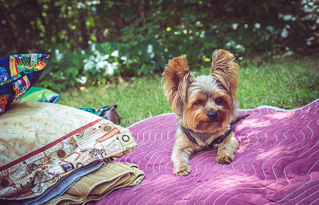 Meg  S.'s photo of camping with pets at Twin Valley Campground — Governor Dodge State Park near Mazomanie, WI