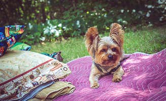 Meg S.'s photo of camping with pets at Twin Valley Campground — Governor Dodge State Park near Platteville, WI