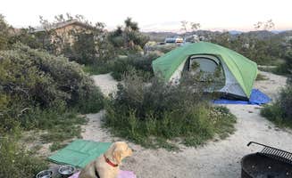 Austin C.'s photo of camping with pets at Cottonwood Campground — Joshua Tree National Park near Joshua Tree National Park
