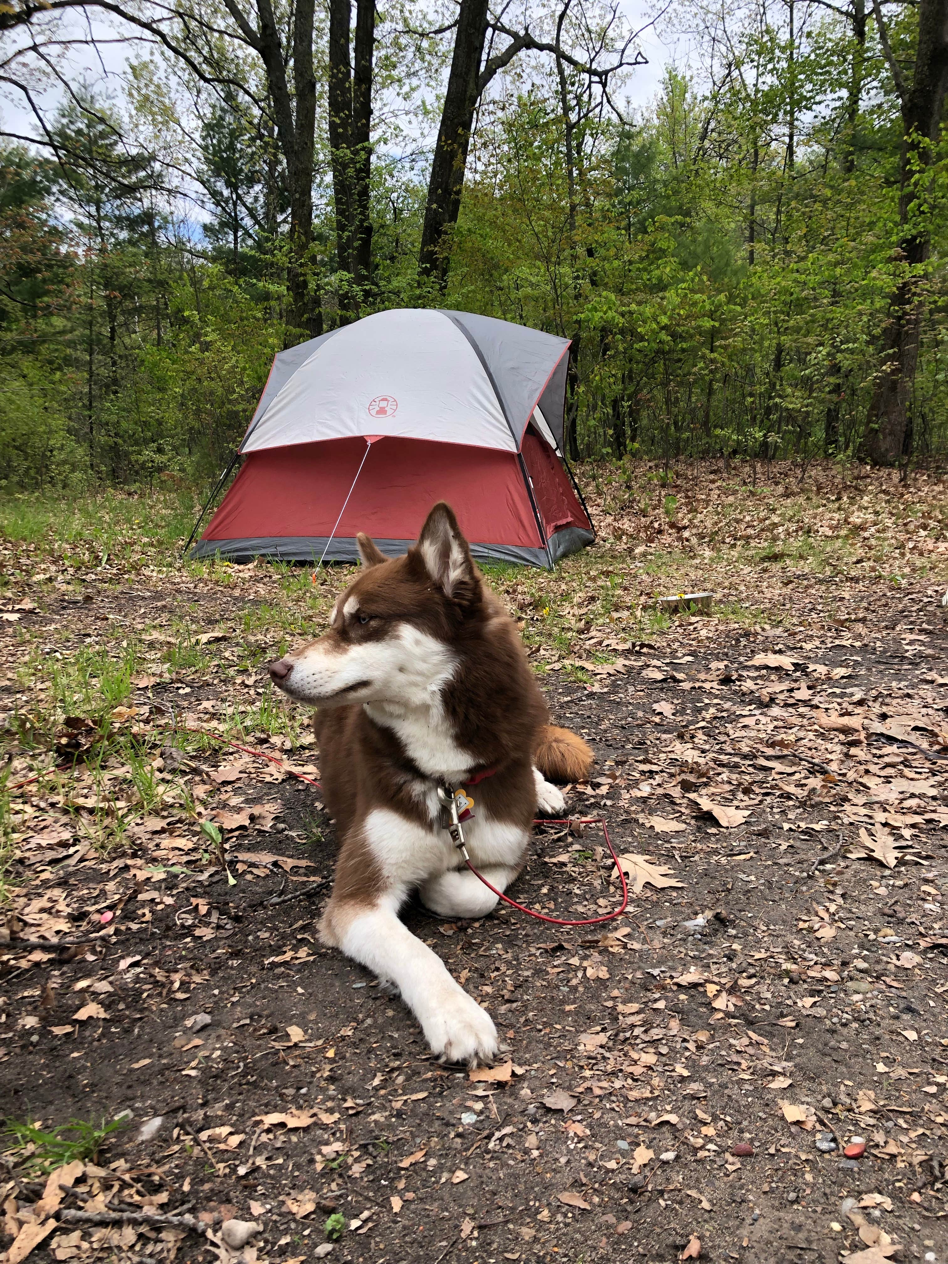 Drew J.'s photo at Reedsburg Dam State Forest Campground near Lake City, MI