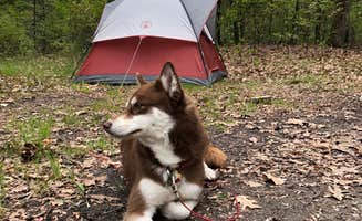 Drew J.'s photo of camping with pets at Reedsburg Dam State Forest Campground near Frederic, MI