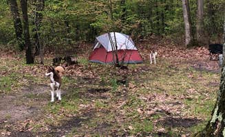 Drew J.'s photo of camping with pets at Reedsburg Dam State Forest Campground near Higgins Lake, MI