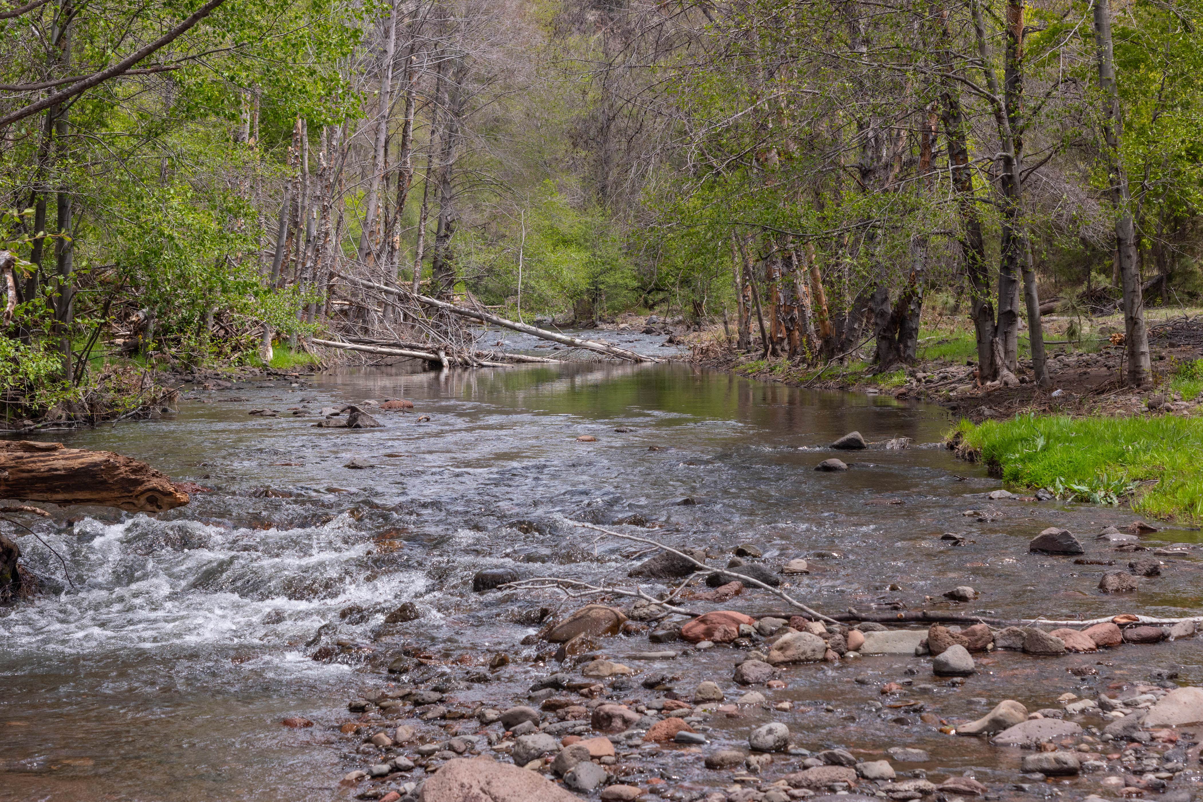 Camper submitted image from White Crossing Camping along the Black River - 3