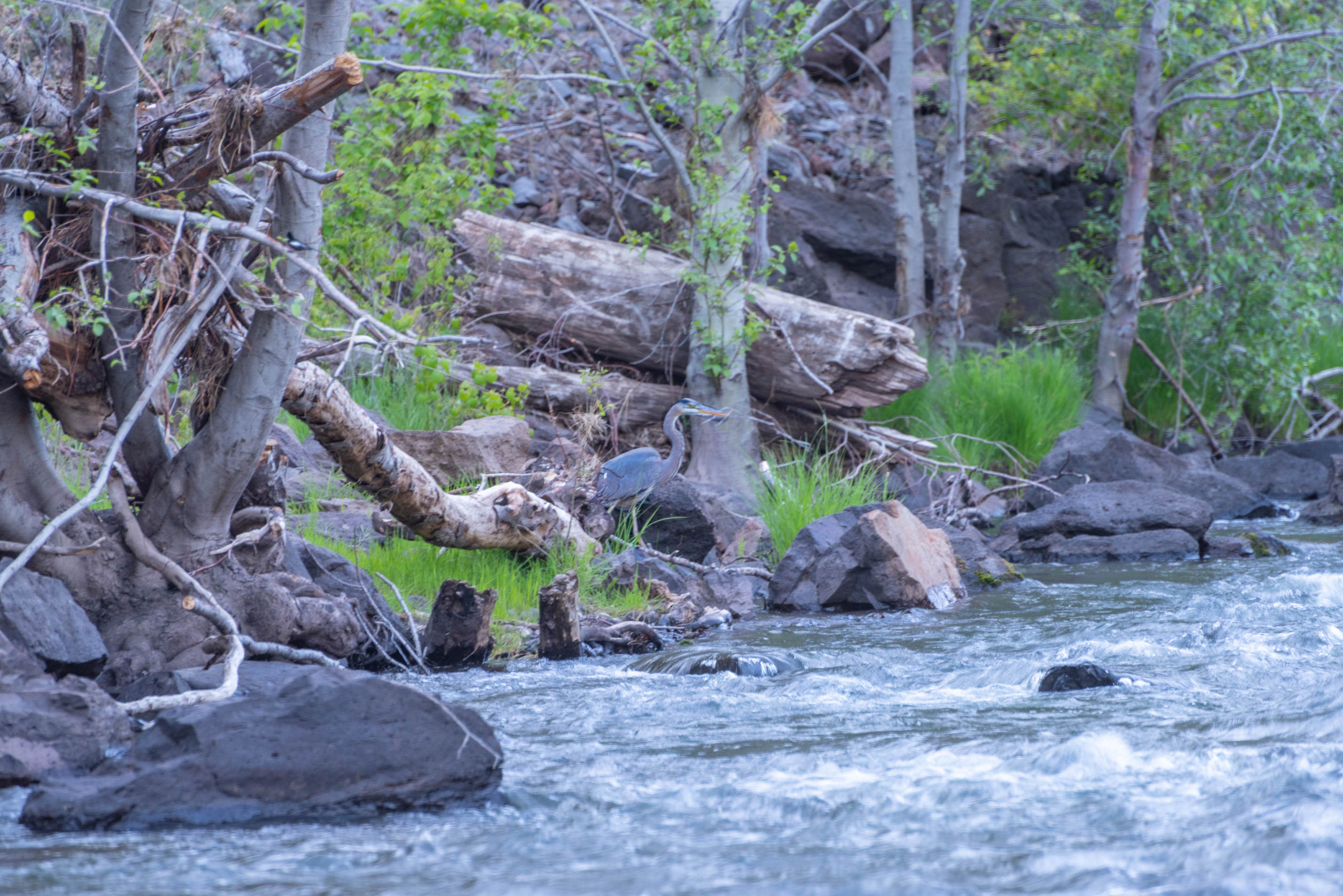 Camper submitted image from White Crossing Camping along the Black River - 2