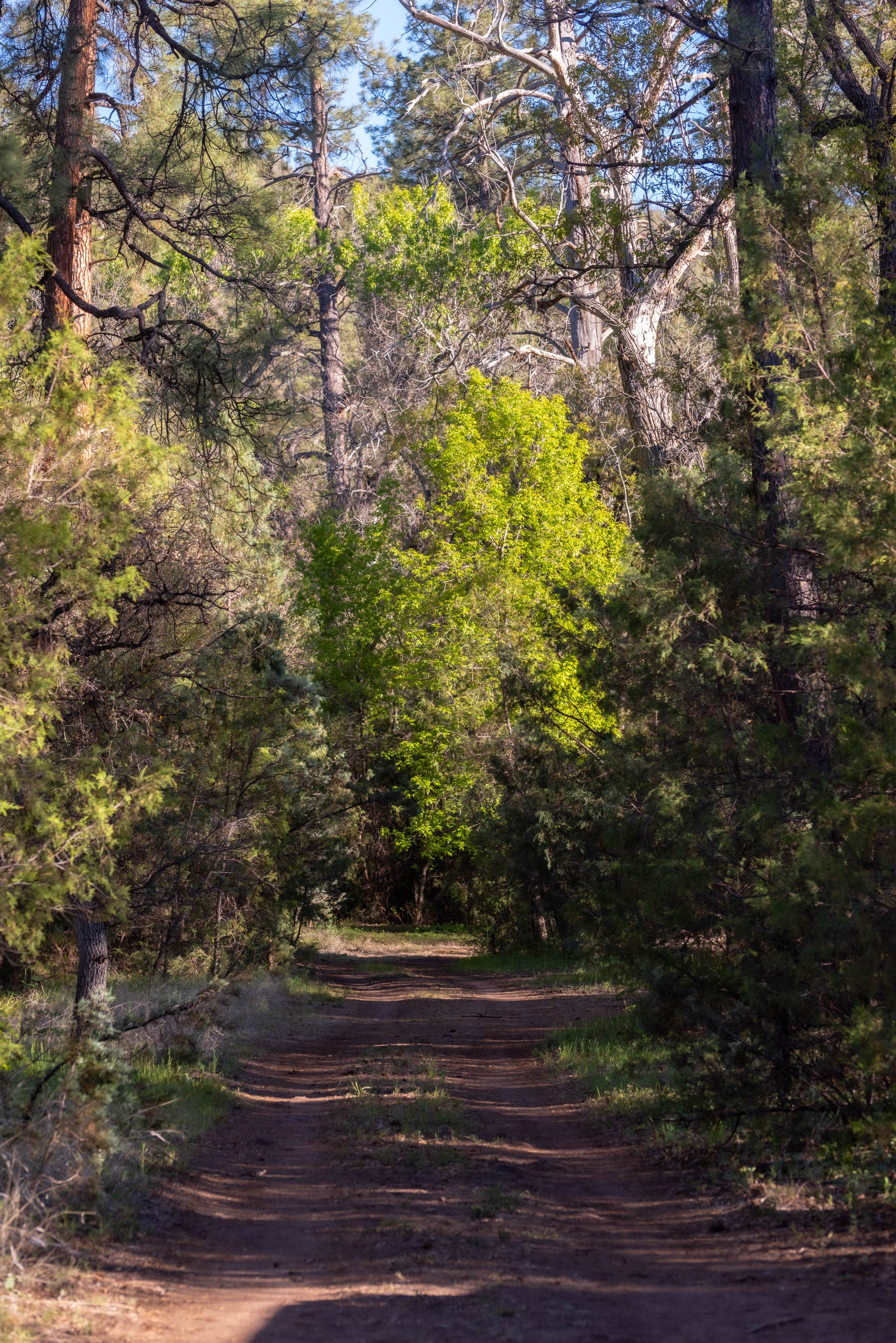Camper-submitted photo at White Crossing Camping along the Black River near Thatcher, AZ
