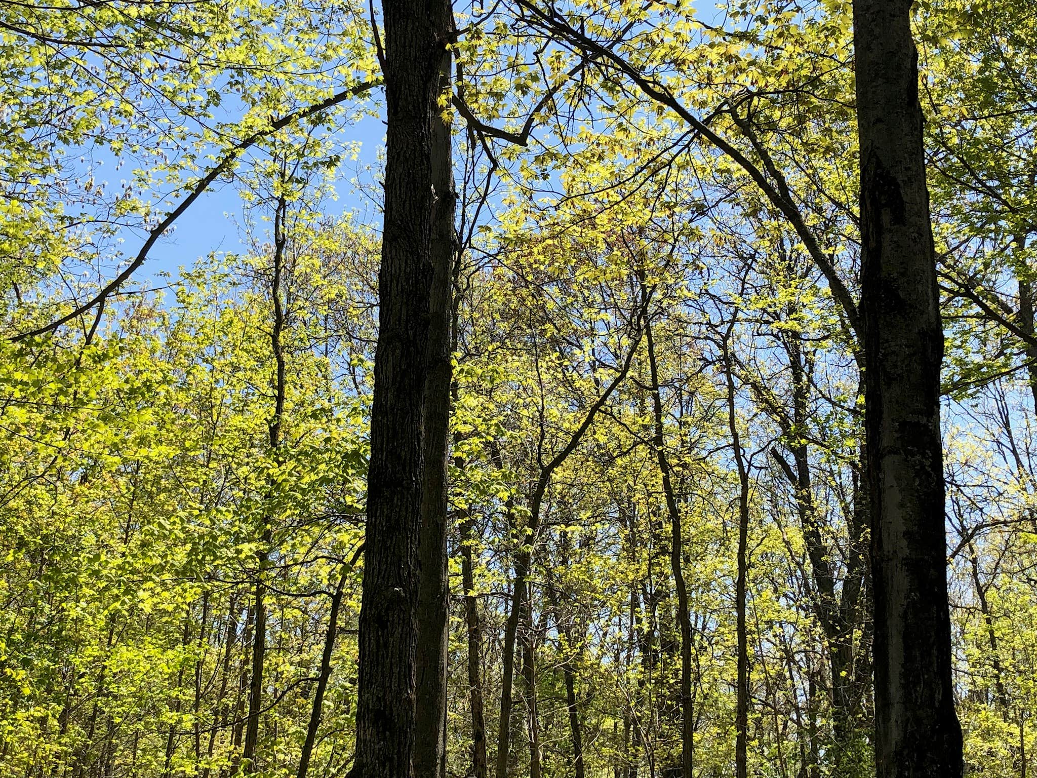 Camper submitted image from Mille Lacs Kathio Petaga Campground — Mille Lacs Kathio State Park - 2