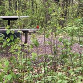 Review photo of Mille Lacs Kathio Petaga Campground — Mille Lacs Kathio State Park by Brian C., May 28, 2019