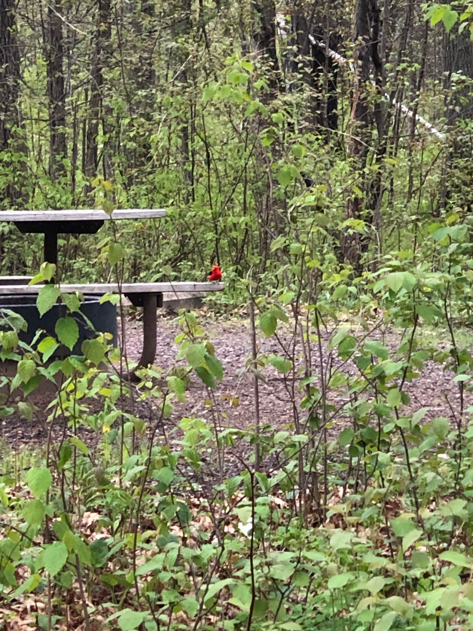 Camper submitted image from Mille Lacs Kathio Petaga Campground — Mille Lacs Kathio State Park - 4