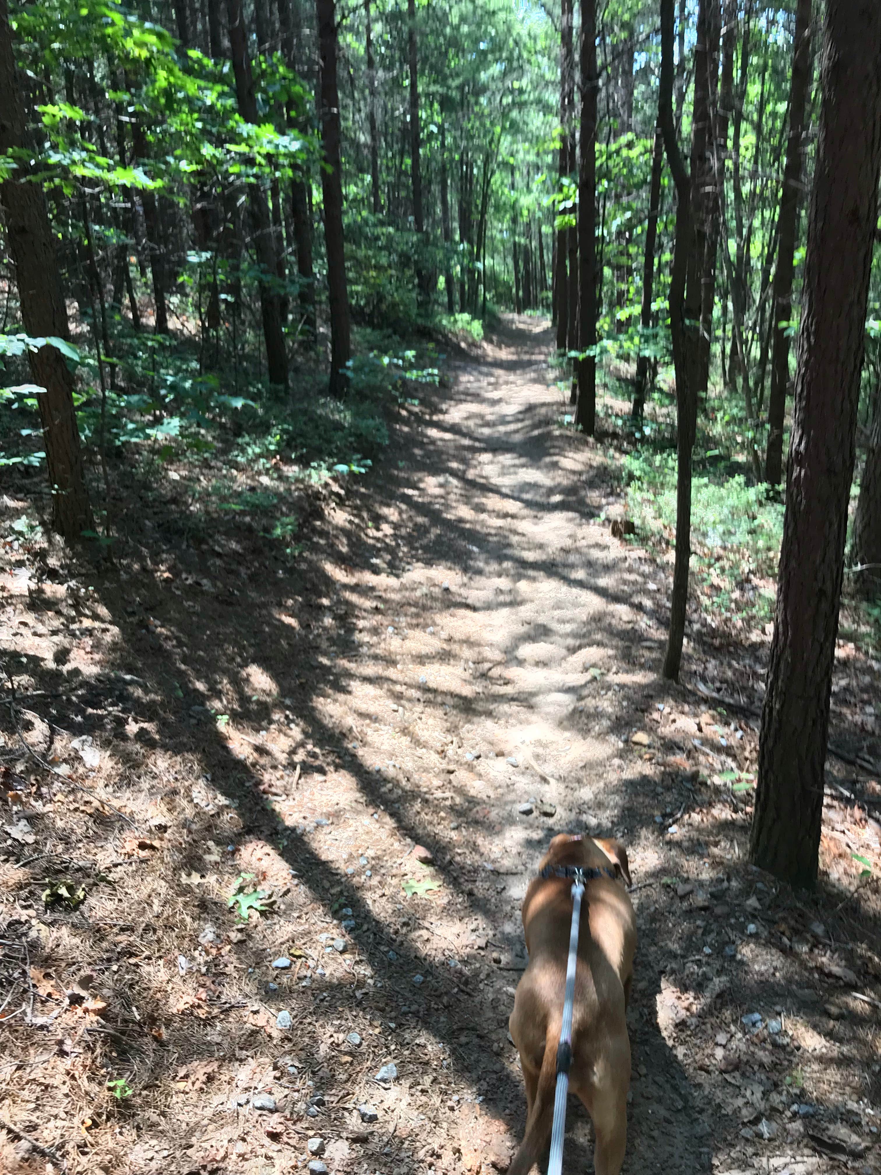 Julie C.'s photo of camping with pets at South Mountains State Park Family Campground near Granite Falls, NC