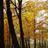 Review photo of Brunet Island State Park Campground by Shirwil L., May 28, 2019