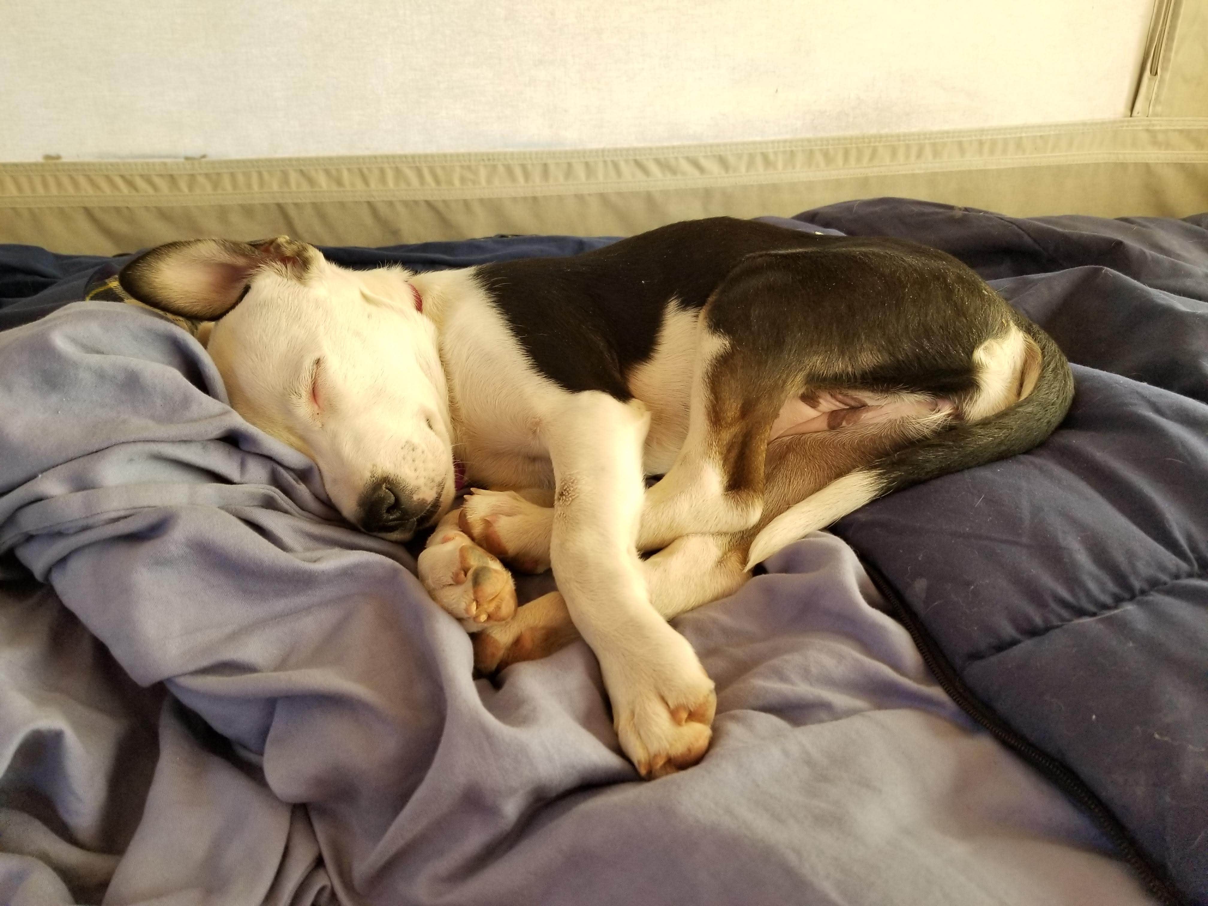 Krista Z.'s photo of camping with pets at Woods Canyon Group Campground near Heber-Overgaard, AZ