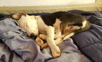 Krista Z.'s photo of camping with pets at Woods Canyon Group Campground near Forest Lakes, AZ