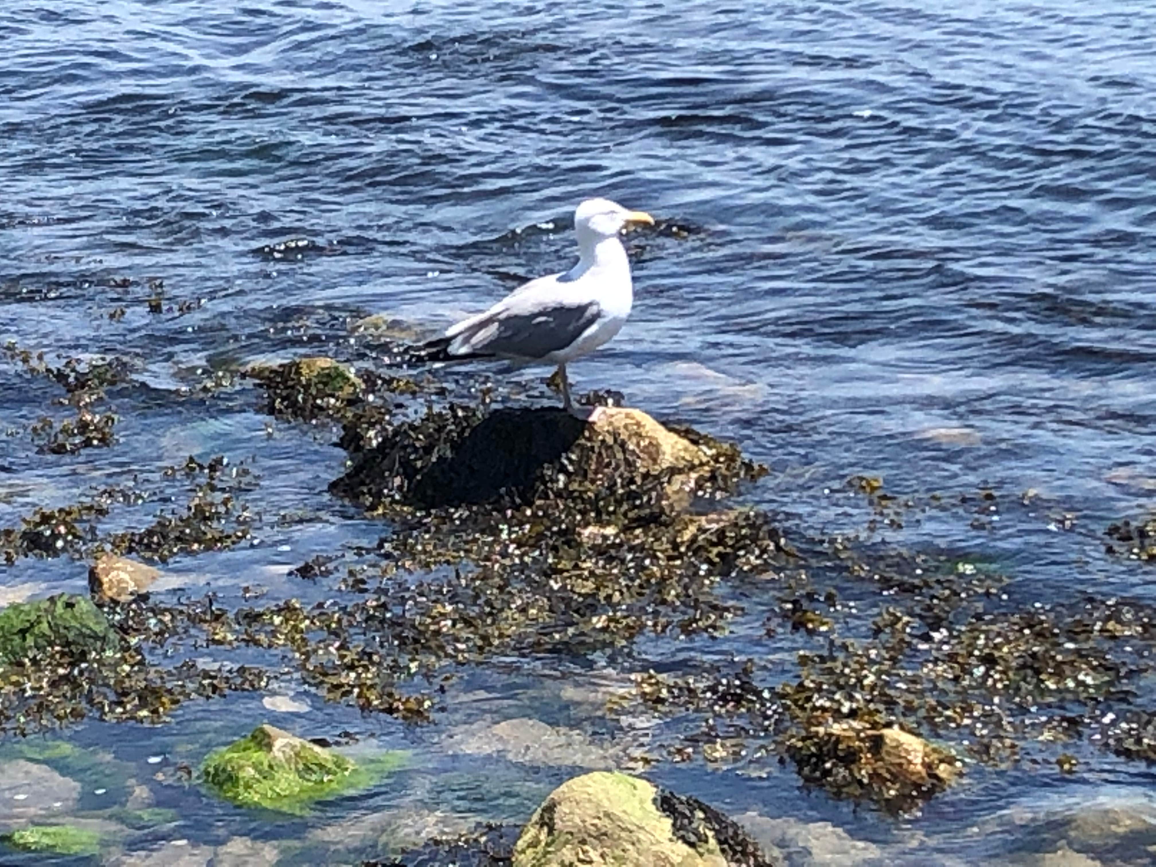 Camper-submitted photo at Rocky Neck State Park Campground near Niantic, CT