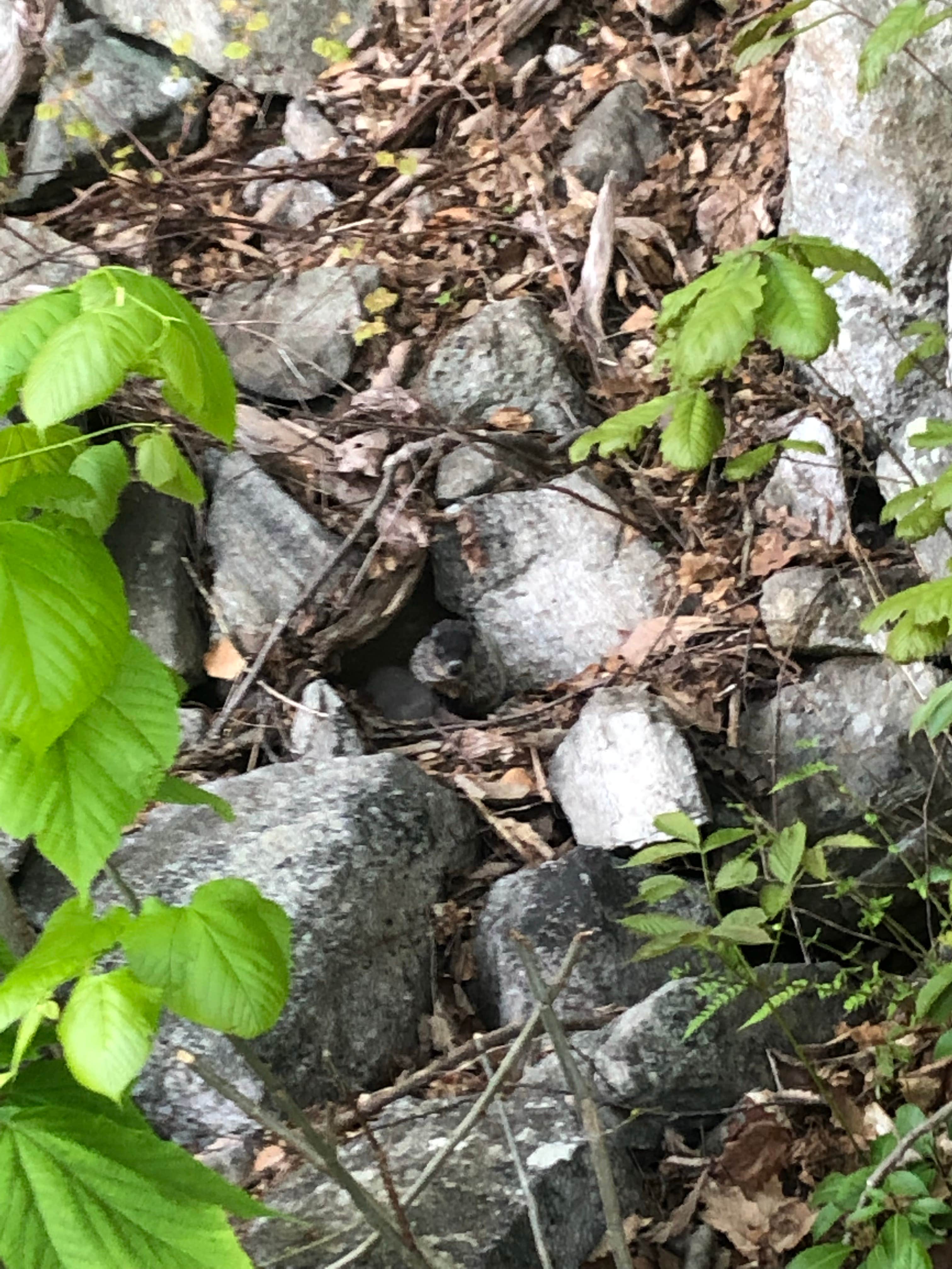 Camper-submitted photo at Hemlock Ridge MUA Dispersed near Cornwall-on-Hudson, NY