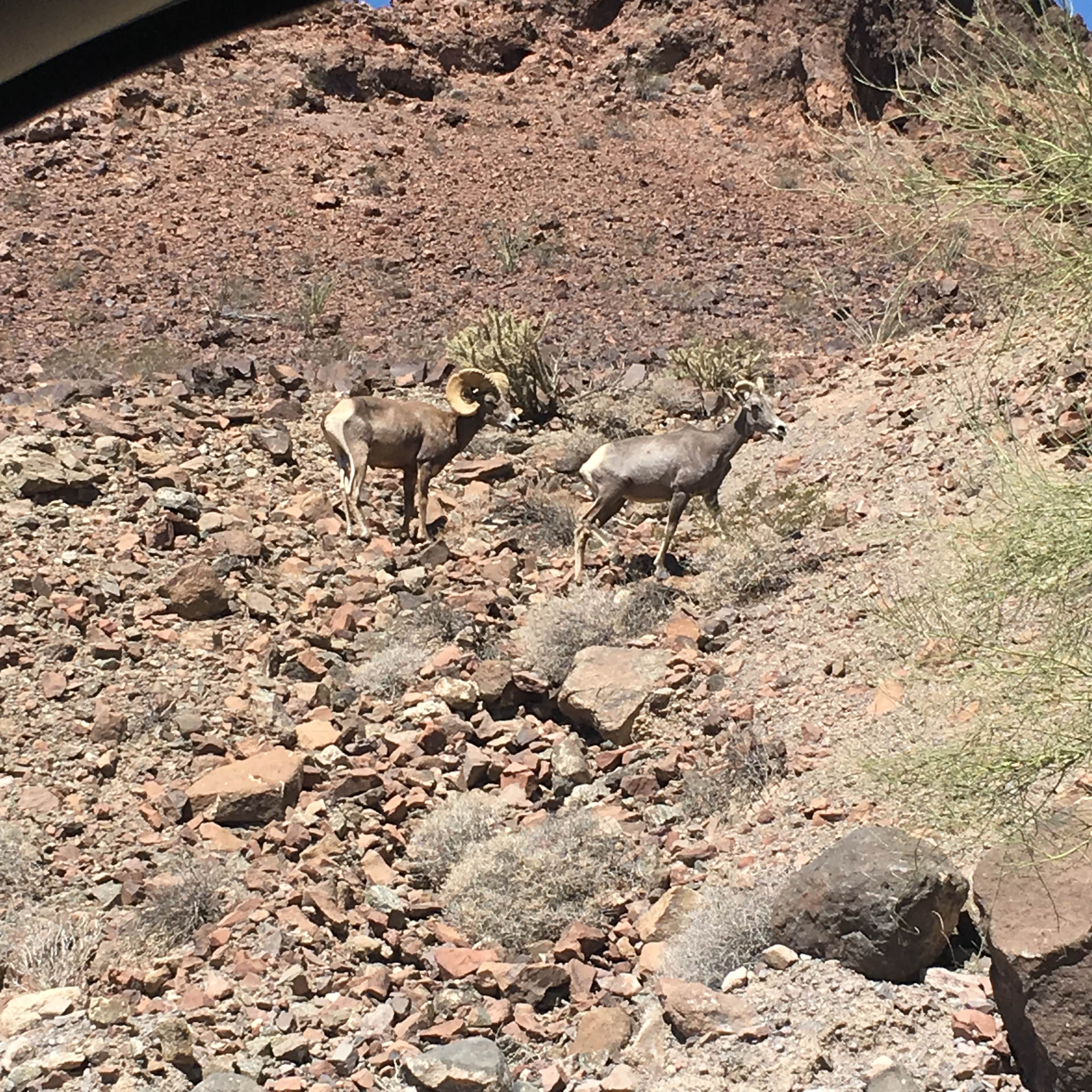 Camper submitted image from Picacho State Recreation Area Campground - 3