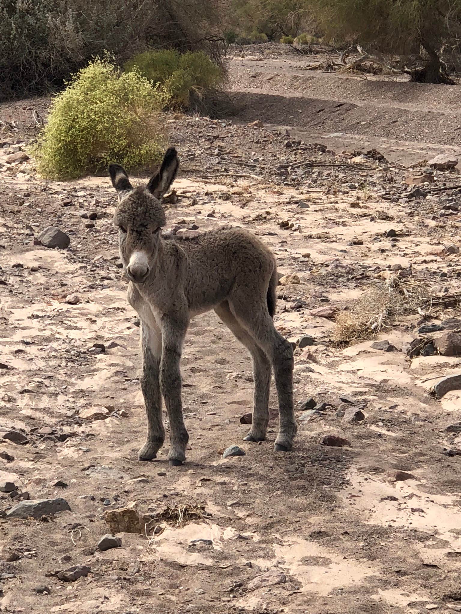Gina M.'s photo of camping with pets at Picacho State Recreation Area Campground near Yuma, AZ
