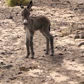 Review photo of Picacho State Recreation Area Campground by Gina M., May 29, 2019