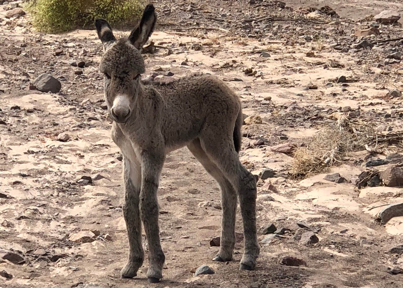 Picacho State Recreation Area Camping | The Dyrt