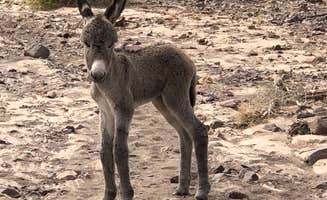 Gina M.'s photo of camping with pets at Picacho State Recreation Area Campground near Cibola, AZ