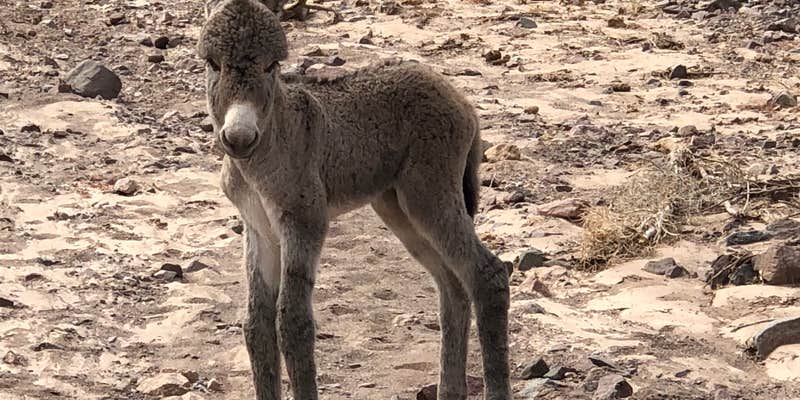 Camper submitted image from Picacho State Recreation Area Campground